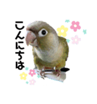 ウロコインコのビスコちゃん（個別スタンプ：4）