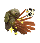 ウロコインコのビスコちゃん（個別スタンプ：5）