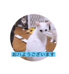 ガッシーねこーずシリーズ③ハ（個別スタンプ：1）