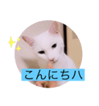 ガッシーねこーずシリーズ③ハ（個別スタンプ：2）