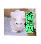 ガッシーねこーずシリーズ③ハ（個別スタンプ：8）