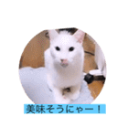 ガッシーねこーずシリーズ③ハ（個別スタンプ：9）