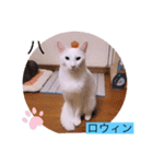 ガッシーねこーずシリーズ③ハ（個別スタンプ：10）