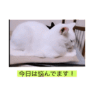 ガッシーねこーずシリーズ③ハ（個別スタンプ：13）