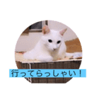 ガッシーねこーずシリーズ③ハ（個別スタンプ：15）