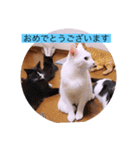 ガッシーねこーずシリーズ③ハ（個別スタンプ：17）