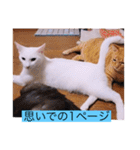 ガッシーねこーずシリーズ③ハ（個別スタンプ：19）