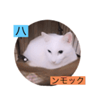 ガッシーねこーずシリーズ③ハ（個別スタンプ：28）