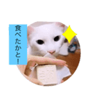 ガッシーねこーずシリーズ③ハ（個別スタンプ：34）