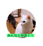 ガッシーねこーずシリーズ③ハ（個別スタンプ：36）