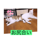 ガッシーねこーずシリーズ③ハ（個別スタンプ：40）