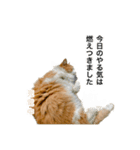 営業もふねこのつぶやき（個別スタンプ：1）
