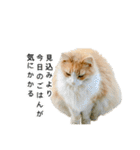 営業もふねこのつぶやき（個別スタンプ：2）