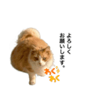 営業もふねこのつぶやき（個別スタンプ：3）