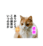 営業もふねこのつぶやき（個別スタンプ：5）