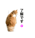 営業もふねこのつぶやき（個別スタンプ：7）