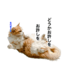 営業もふねこのつぶやき（個別スタンプ：8）