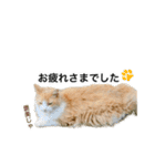 営業もふねこのつぶやき（個別スタンプ：9）