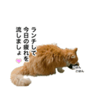 営業もふねこのつぶやき（個別スタンプ：11）