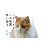 営業もふねこのつぶやき（個別スタンプ：12）