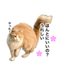 営業もふねこのつぶやき（個別スタンプ：14）