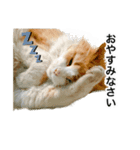 営業もふねこのつぶやき（個別スタンプ：16）