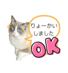 ネコチャン‼︎（個別スタンプ：4）