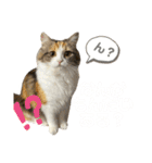 ネコチャン‼︎（個別スタンプ：5）