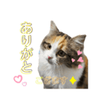 ネコチャン‼︎（個別スタンプ：7）
