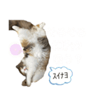 ネコチャン‼︎（個別スタンプ：9）