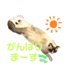 ネコチャン‼︎（個別スタンプ：10）