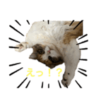 ネコチャン‼︎（個別スタンプ：13）