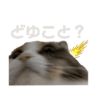 ネコチャン‼︎（個別スタンプ：15）