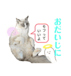 ネコチャン‼︎（個別スタンプ：16）