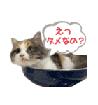 ネコチャン‼︎（個別スタンプ：17）