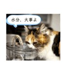 ネコチャン‼︎（個別スタンプ：20）