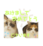 ネコチャン‼︎（個別スタンプ：24）