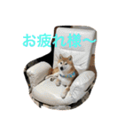 柴犬りくちん★2（個別スタンプ：2）