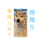 柴犬りくちん★2（個別スタンプ：6）