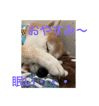 柴犬りくちん★2（個別スタンプ：11）
