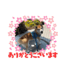 柴犬りくちん★2（個別スタンプ：13）