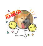 柴犬りくちん★2（個別スタンプ：14）
