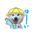 柴犬りくちん★2（個別スタンプ：16）