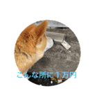 柴犬りくちん★2（個別スタンプ：19）