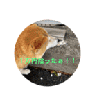 柴犬りくちん★2（個別スタンプ：20）