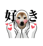 柴犬りくちん★2（個別スタンプ：39）