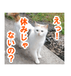 休みをすすめてくる猫（個別スタンプ：1）