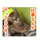 休みをすすめてくる猫（個別スタンプ：2）