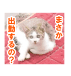 休みをすすめてくる猫（個別スタンプ：6）