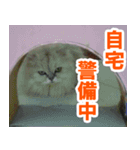 休みをすすめてくる猫（個別スタンプ：13）